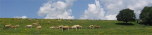 aubrac-landschaft